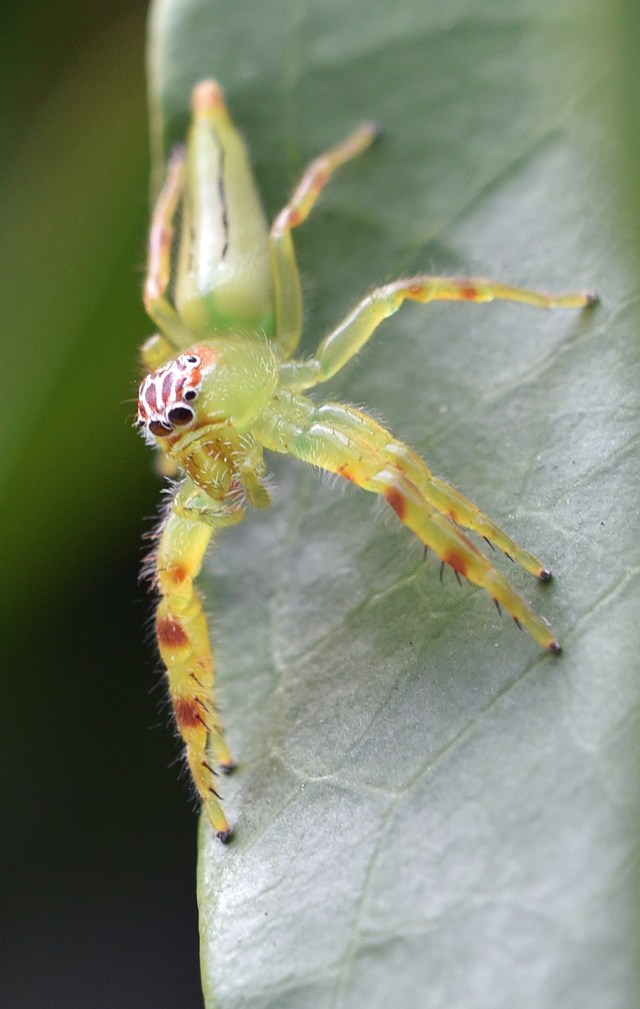 Female Mopsus Mormon. Photo: David Clode.