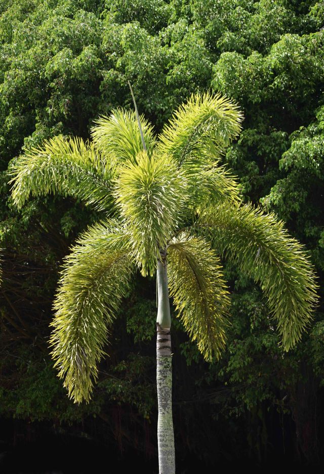 Foxtail palm Wodyetia bifurcate. Photo: David Clode.