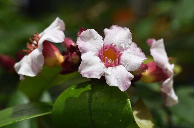 Strophanthus gratus. photo: David Clode.