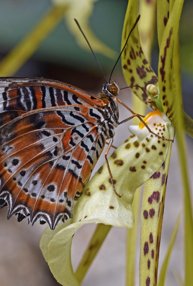 An orange lacewing visits a Brassia orchid (Brassia datacosa = B. verrucosa x B. cauda). Photo: David Clode.