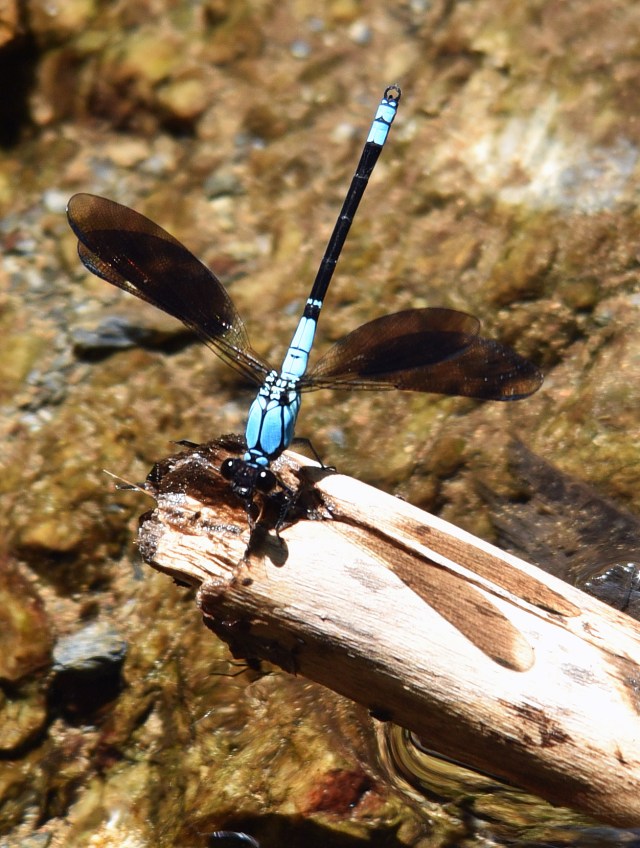 Tropical Rockmaster. Crystal Cascades, cairns.. Photo: David Clode.