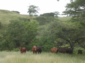 Bali cattle eat grass and the leaves of trees and shrubs. Timor Leste. Photo: Colin Trainor, commons.wikimedia.org.