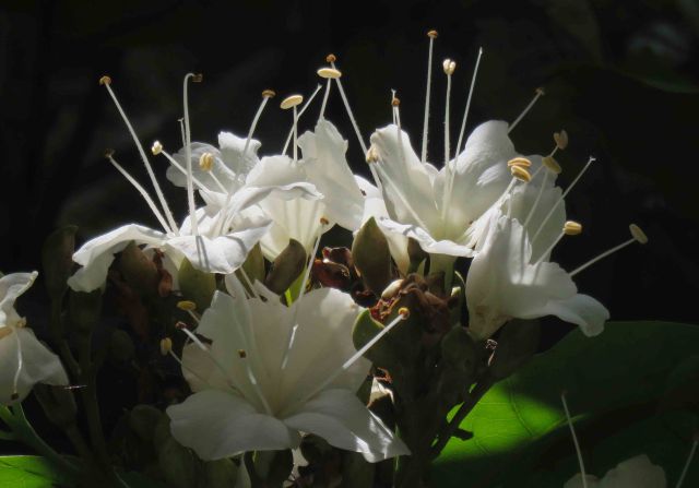 Glory vine Faradaya (splendida?). photo: David Clode.