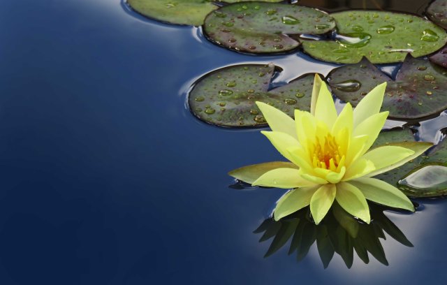 "Still Waters". Water lily photo by David Clode.