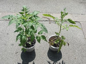 Tomato grown in biochar on left, in peat on right. Photo: Biochar.org.