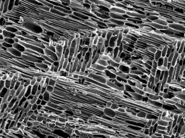 SEM image of pores in biochar made from rubber trees. Photo: www.geos.ed.uk