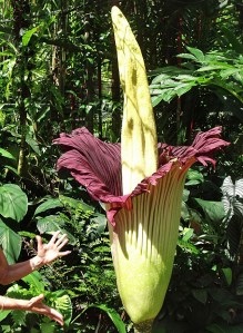 Giant Titan Arum Lily Amorphophallus titanum. Photo: David Clode. Cairns Botanic gardens.