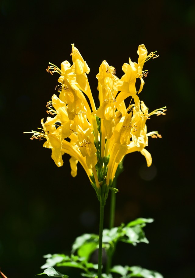 Tecomara capensis (Tecoma capensis). Flowers usually ornage, this is the less common yellow form. My garden in Cairns. photo: David Clode.