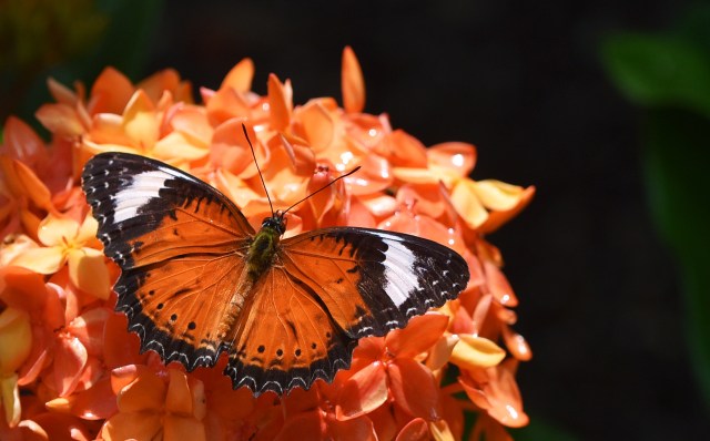 Orange Lacewing. Photo: David Clode.