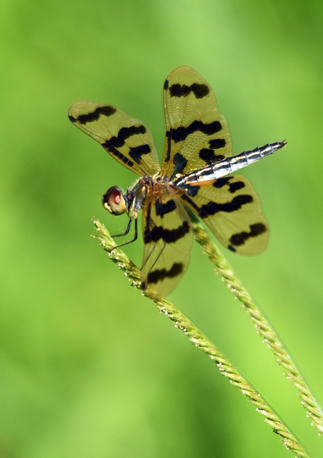 Graphic Flutterer, Cattana. Photo: David Clode.