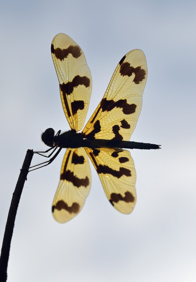 Rhyothemis graphiptera dragonfly photographed from underneath. Cattana. Photo: David Clode.