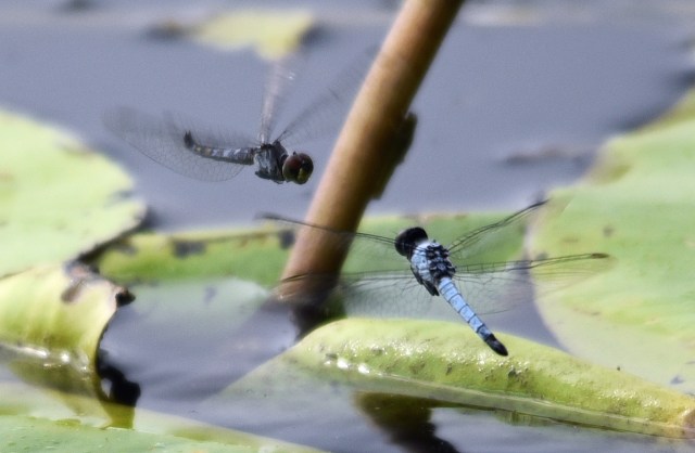 "Dragonfly standoff". cattana wetlands. Photo: David Clode.