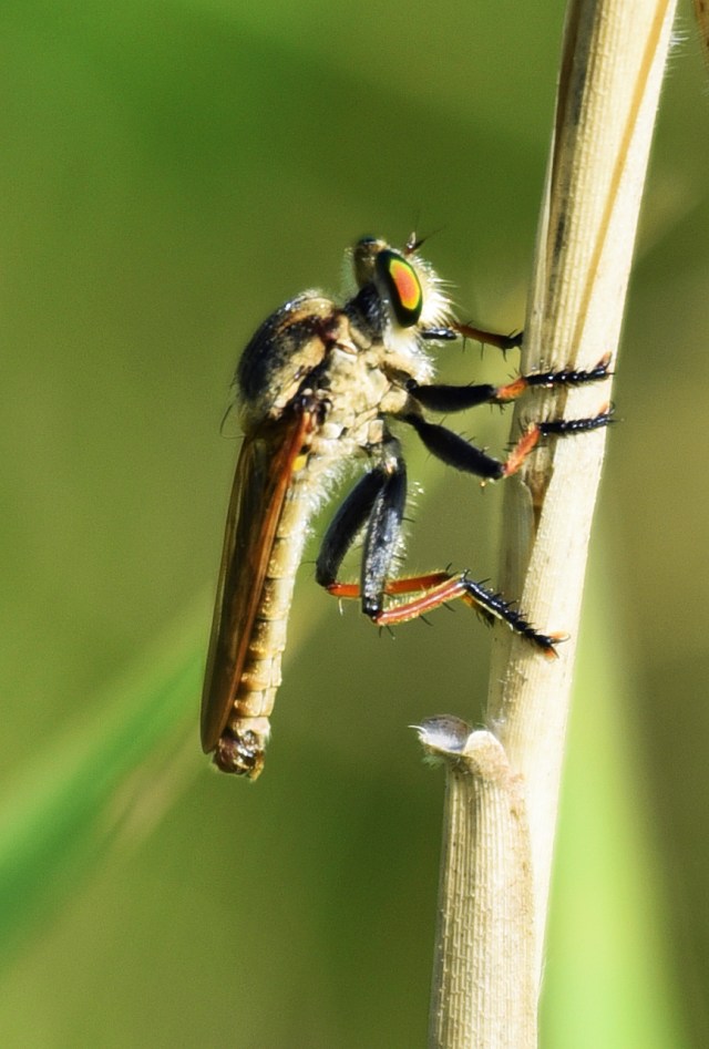Robberfly Colepia lanata. Cattana wetlands. Photo: David Clode.