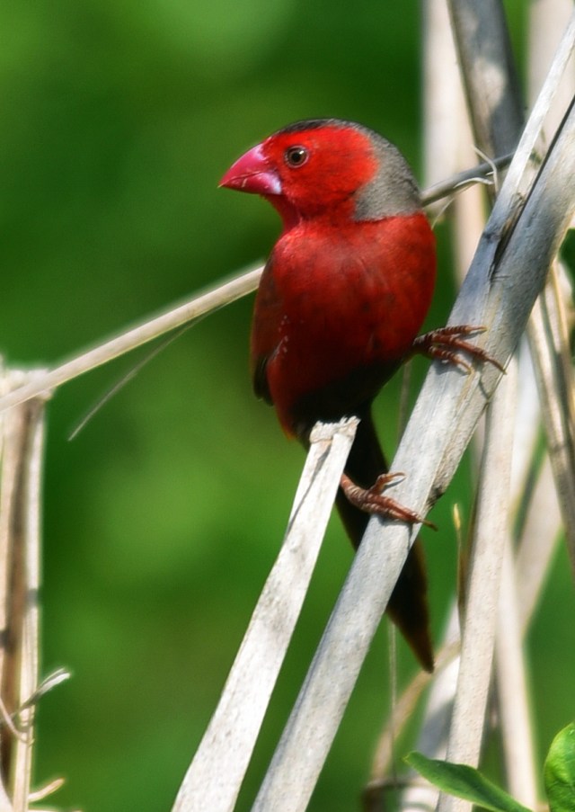 Crimson Finch. Half Moon Bay golf course. Photo: David Clode.