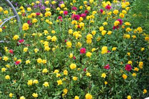 Succulent Portulaca grandiflora groundcover. Photo: David Clode.