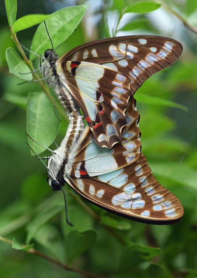 Mating Pale Green Triangle butterflies Graphium euryplus. Wild, Limberlost nursery, Cairns. Photo: David Clode. 