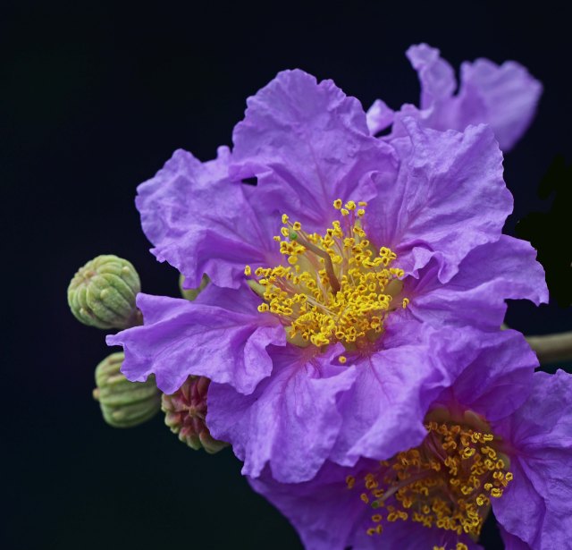 Tropical Crepe Myrtle. Lagerstroemia indica. Photo: David Clode.