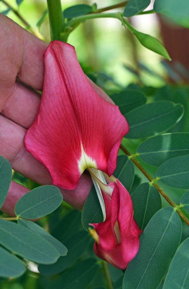 Sesbania grandiflora - the normally white flowers are edible. Trees with pink flowers are apparently better to eat. Photo: David Clode.