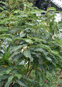 Sesbania grandiflora. A very fast growing nitrogen fixing tree which tolerates waterlogging, and is sometimes grown on bunds around rice paddies in SE Asia. Photo: David Clode.