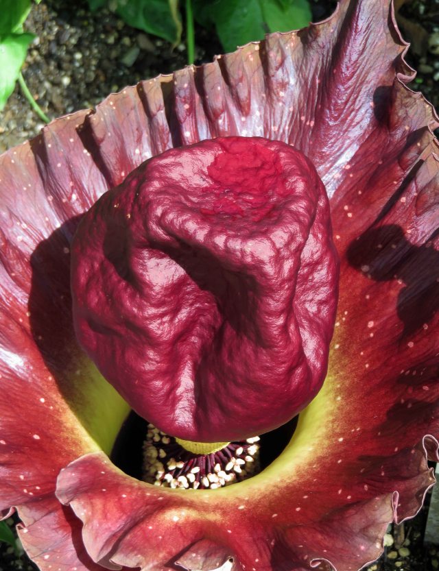 A. paeoniifolius cv 'Black Priince'. Photo: David Clode.