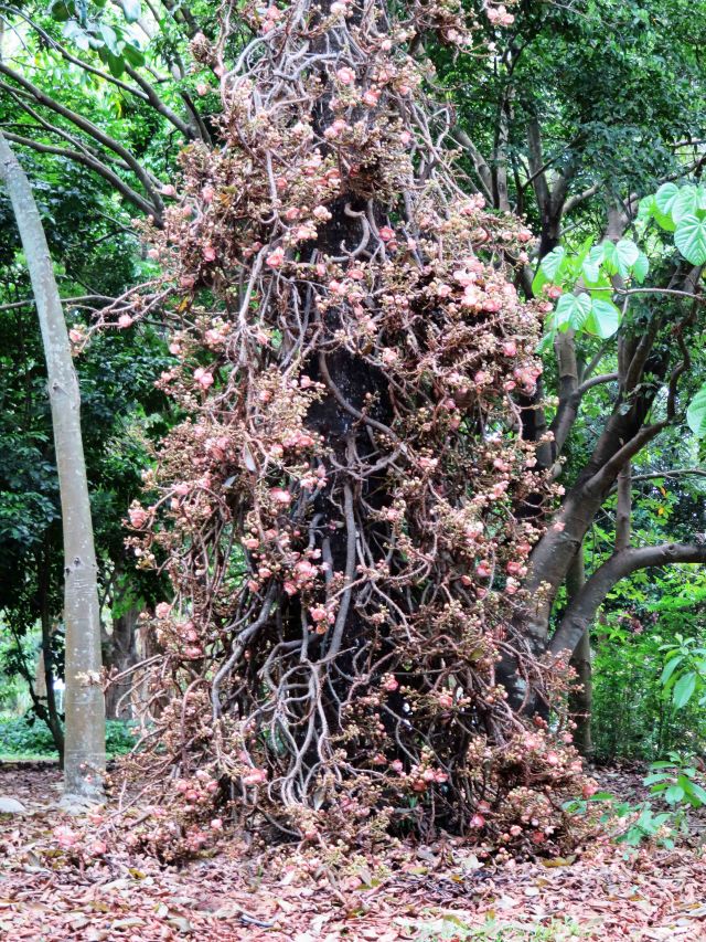 Cannon Ball tree Couroupita guineensis. Tropical fruit tree section of the Cairns Botanic Gardens. Phoot: David Clode.