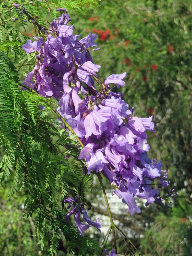 Jacaranda - native to South America but popular elsewhere with two well known examples being Pretoria in South Africa and Grafton in New South Wales Australia.