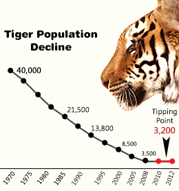 Tiger decline. Graph: www.buzzle.com.