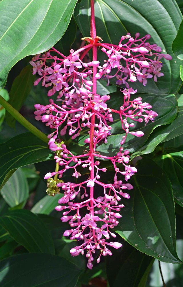 Medinilla flower. Cairns Botanic Gardens. Photo: David Clode.