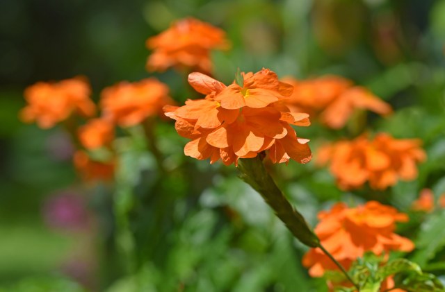 Crossandra infundibuliformis. Cairns Botanic Gardens. Photo: David Clode.
