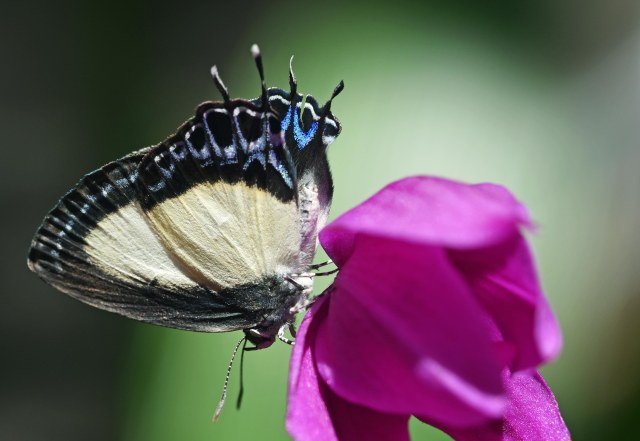 Black and White Tit butterfly visiting a Chinese ground orchid. Wild, Cairns Botanic Gardens. Photo: David Clode.