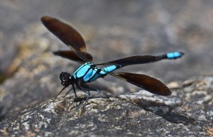 Tropical Rockmaster damselfly (male). Photo: David Clode.