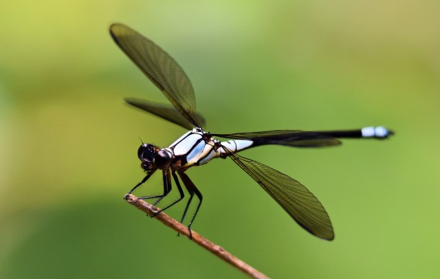 Tropical Rock master - Immature male? Photo: David Clode.