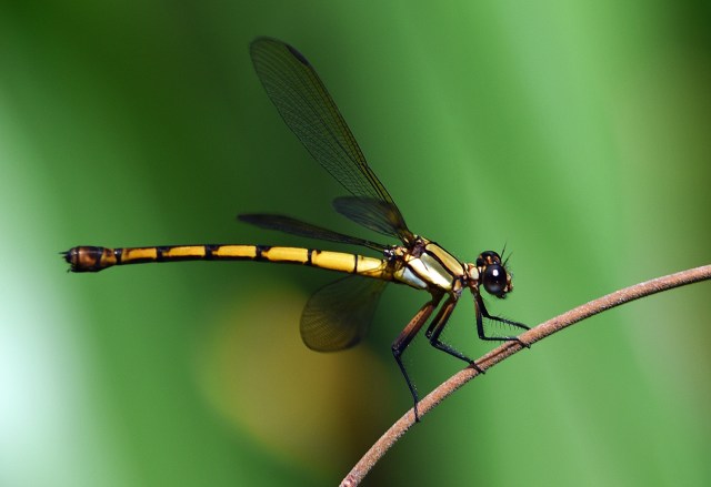 Female Tropical Rockmaster. Crystal Casacdes, Cairns. Photo: David Clode.