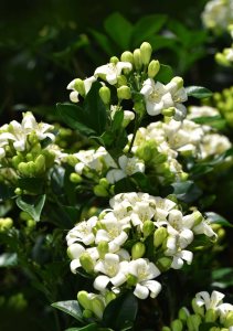 Murraya paniculata. Photo: David Clode.