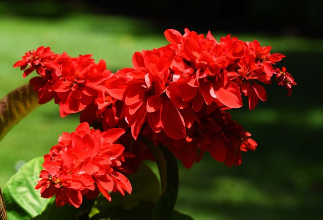 Tropical flower with an impossible name. Cairns Botanic Gardens. Photo; David Clode.