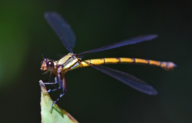 Female Tropical Rockmaster, photo taken with flash. David Clode.