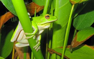 A White-lipped tree frog photographed next to a pond at night... looking for a mate. Photo: David Clode.