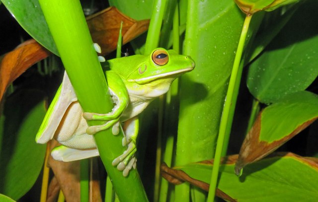 A White-lipped tree frog photographed next to a pond at night... looking for a mate. Photo: David Clode.