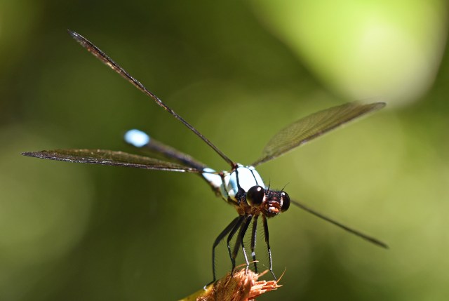 Male Tropical Rockmaster. Crystal Cascades, Cairns. Photo: David Clode.