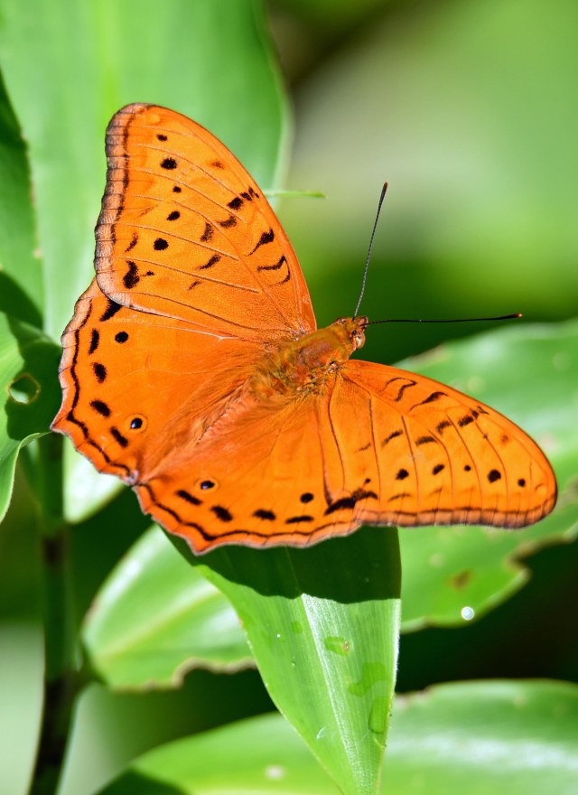 Cruiser, Crystal Cascades.