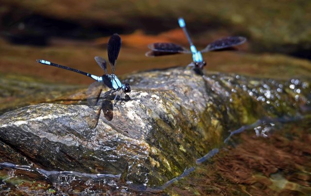 Trop Rockmaster. Photo: David Clode.