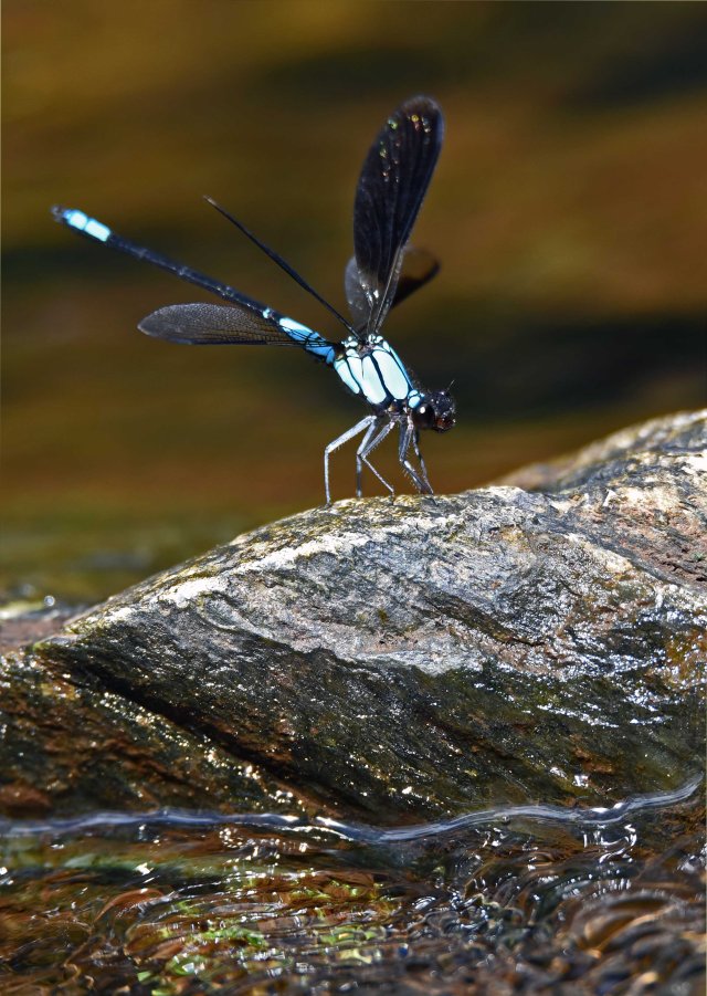 Tropical Rockmaster damselfly. Crystal Cascades. Photo: David Clode.