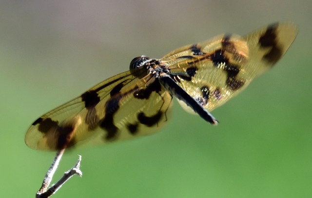 Just about to land. Photo: David Clode. Saltwater Lake Cairns.