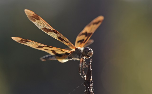 Rhyothemis graphipter. Saltwater Lake. Photo: David Clode.