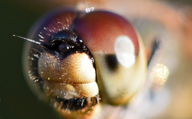 Macro photo of R. graphiptera. Saltwater Lake Cairns. Photo: David Clode.