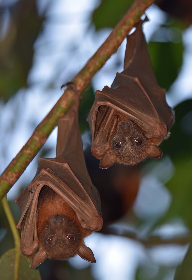 Little Red Flyingfox. Cairns. Photo: David Clode.