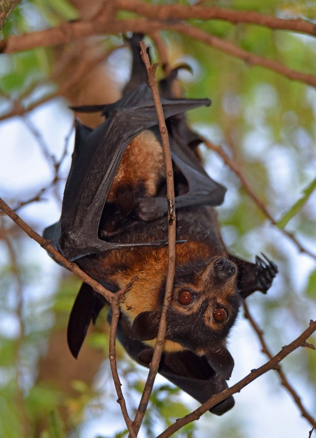 Spectacled Flying-fox or Fruit bat, with young. Cairns. Photo: David Clode.
