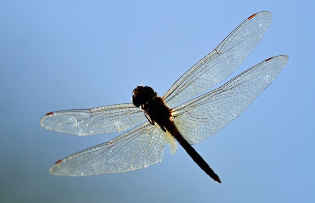 Flying dragonfly photographed from underneath. Photo: David Clode.