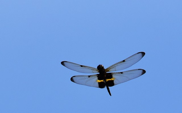 Rhyothemis phyllis in flight: David Clode.