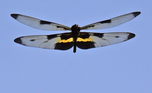 Flying Rhyothemis phyllis dragonfly. Photo: David Clode.